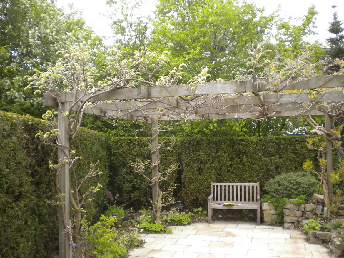 Pergola 5