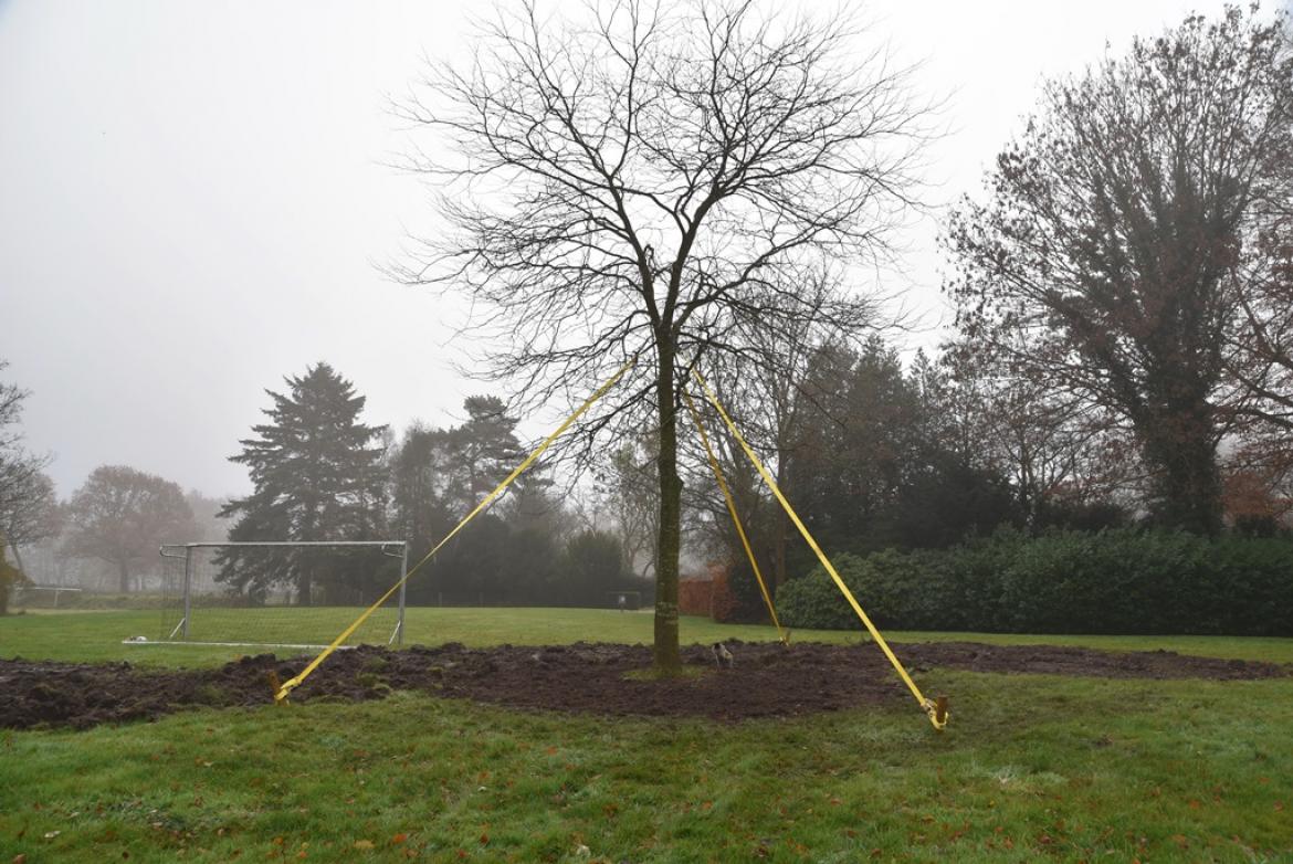 Boomverzorging 8