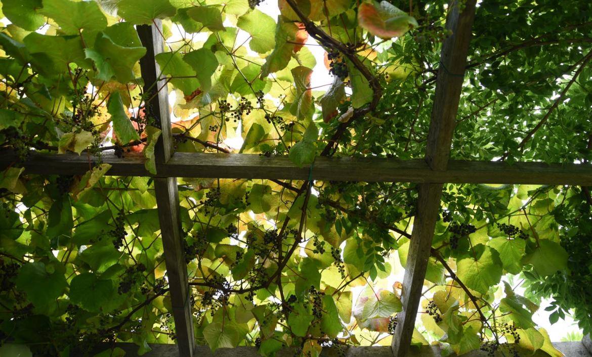 Pergola_1